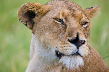 Obraz na płótnie Canvas Lioness in the Serengeti National Park, Tanzania