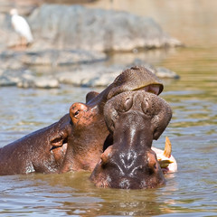 Hippopotamus in the Serengeti National Park, Tanzania