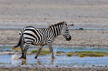 Obraz na płótnie Canvas Zebra in the Serengeti National Park, Tanzania