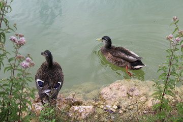Canard dans l'eau - duck