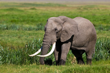 Obraz na płótnie Canvas African elephant in the Ngorongoro Crater, Tanzania