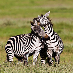Obraz na płótnie Canvas Zebras in the Ngorongoro Crater, Tanzania