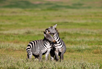 Zebras in the Ngorongoro Crater, Tanzania