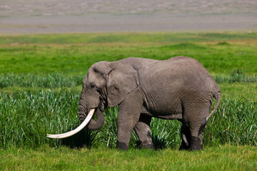Fototapeta na wymiar African elephant in the Ngorongoro Crater, Tanzania
