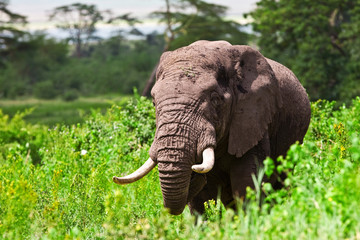 African elephant in the Ngorongoro Crater, Tanzania
