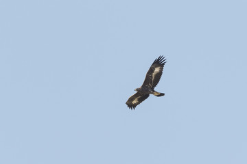 Aguila milano vuelo
