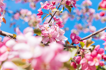 Pink apple tree blooms in spring