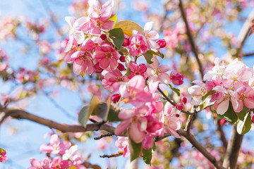 Pink apple tree blooms in spring