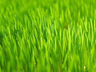 Fototapeta na wymiar Fresh green grass in sunshine on auttum. Abstract blurry background. Nature background. Texture.