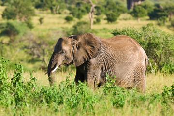 Naklejka na ściany i meble African elephant in the Tarangire National Park, Tanzania