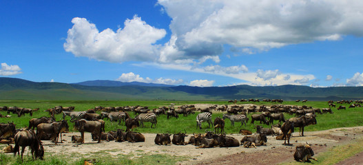 Wildebeests in the Ngorongoro Crater, Tanzania