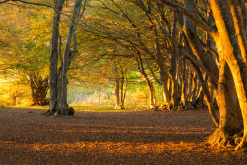 Beech trees in Canfaito forest (Marche, Italy) at sunset with warm colors, sun filtering through and long shadows
