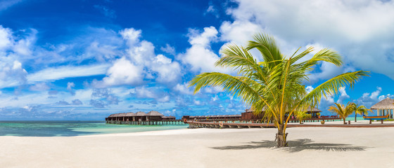 Palm tree in the Maldives