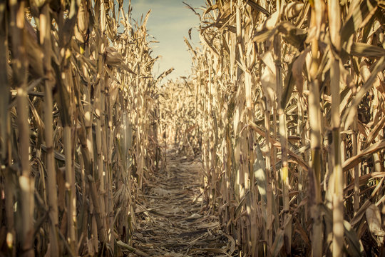Low Angle view of a corn maze right before sunset. A fun Halloween activity of playing in a spooky corn maze. A single path down a corn maze is strewn with the golden husks