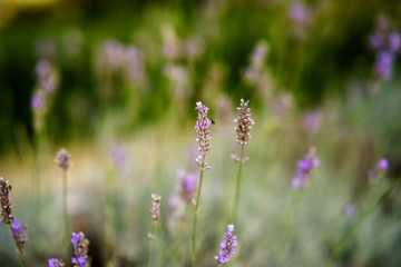 Lovely sunny purple lavender flower