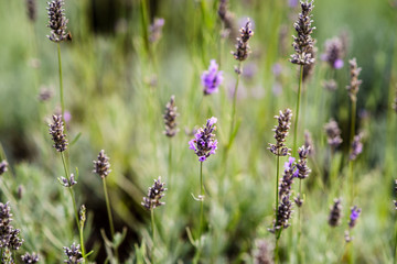 Lovely sunny purple lavender flower