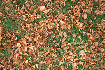 Yellow leaves on green grass
