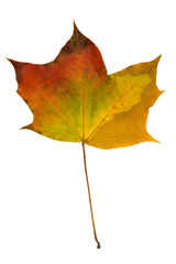 bright colorful maple leaf on white background