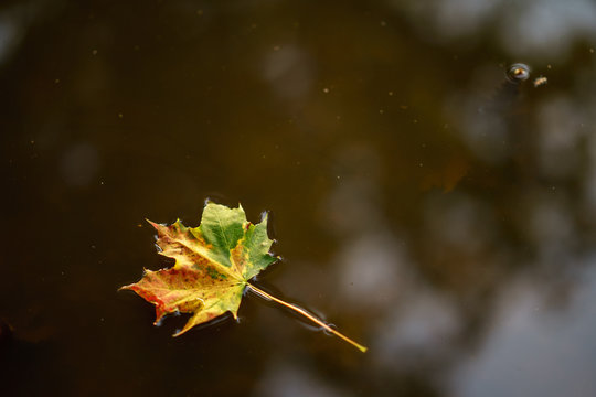 Autumn image with Leaf on Lake © nrqemi