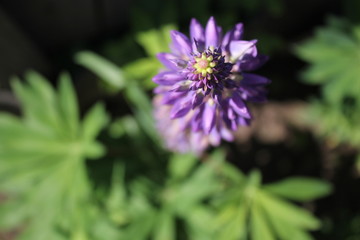 purple lupin