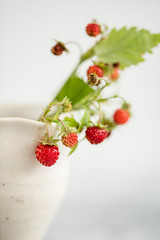 forest berries with leaves