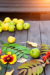 Autumn harvest. Closeup of colorful leaves, Rowan berries, apples with pears on a wooden table