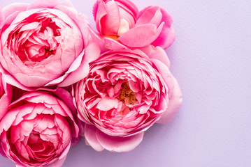 nice pink roses