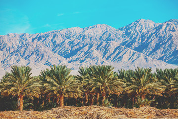 Fototapeta na wymiar Palm grove on the background of mountains