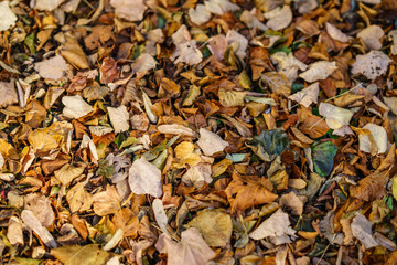 Autumn Leaves In Park 