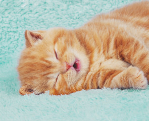 Fototapeta na wymiar Cute red kitten sleeping on a blue blanket