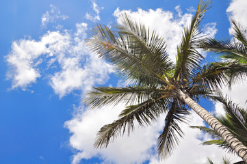 Palm trees and palm leaves seen from below on a background of blue sky with white clouds. Natural background from Canary islands. Wallpaper or greeting card. Space for text.