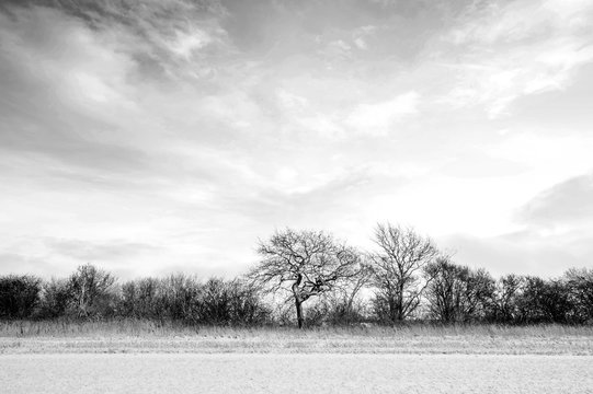 Trees on a row in a winter landscape