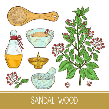 Sandal Wood. Plant. A Stem, Leaf, Flower. Powder, Spoon, Oil, Bo