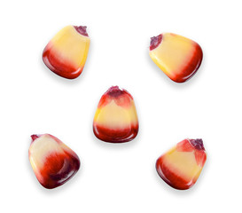 seed corn isolated on white clipping path