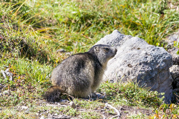 Naklejka na ściany i meble Marmot posing from the Alps