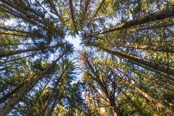 Obraz premium Conifers forest from the French Alps