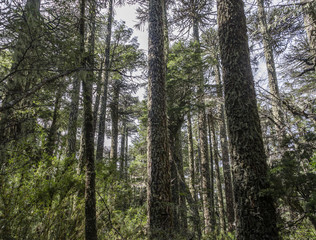 Araucaria forest in National Park Nahuelbuta, South of Chile.