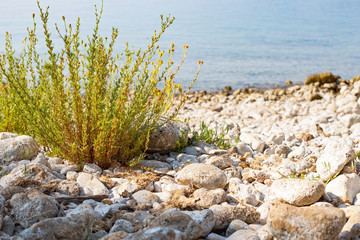 Adriatic seashore, Krk, Croatia