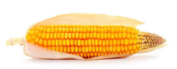 Ripe corn isolated.