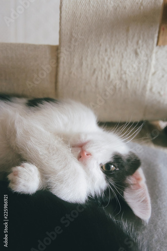 Little Adorable Playful Kitten Little Adorable Playful Kitten