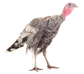 Young turkey bird.