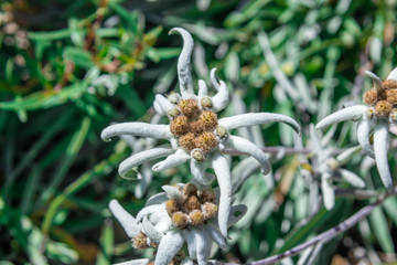 Leontopodium nivale flower, commonly called edelweiss
