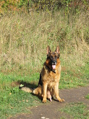  brave German shepherd sitting on a background of autumn grass on a Sunny day