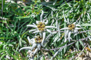 Leontopodium nivale flower, commonly called edelweiss