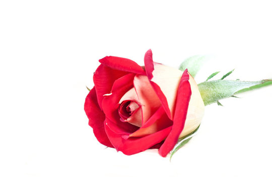 Beautiful two colored rose, red and yellow flower isolated on white, floral wallpaper