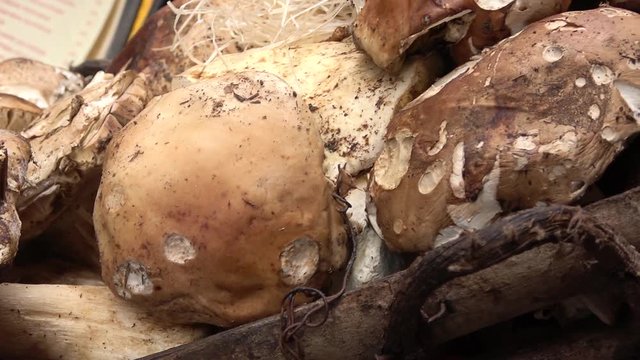 Porcini mushrooms, outdoor. Seasonal fruits in autumn in packbasket