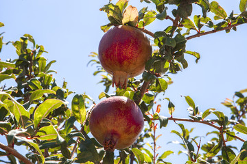 Large ripe pomegranate on the branch