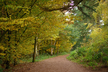 Fototapeta na wymiar Nature: Autumn landscape