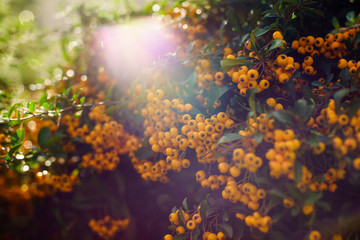 Fototapeta na wymiar Pyracantha, yellow or orange berries. The white flowers in summer are followed by autumn and winter berries