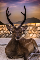 laying down deer in the streets of miyajima